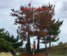 Infested Pine Tree Identification survey
