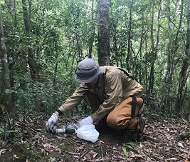 Mongoose Trapping (Invasive species control)